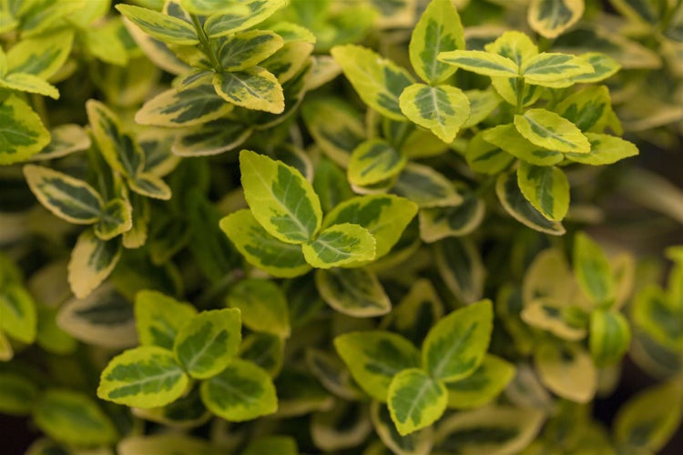 Euonymus fortunei 'Emerald'n Gold', Spindelstrauch, ca. 9x9 cm Topf