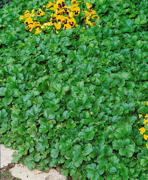 Bodendecker Erdbeere mit grünen Blättern und gelben Blüten