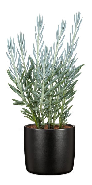 Senecio serpens Sukkulente in einem runden Übertopf als Zimmerpflanze