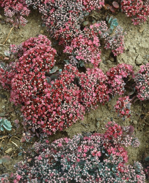 Sedum cauticola 'Lidakense', Fetthenne, rosa Blüten, ca. 9x9 cm Topf