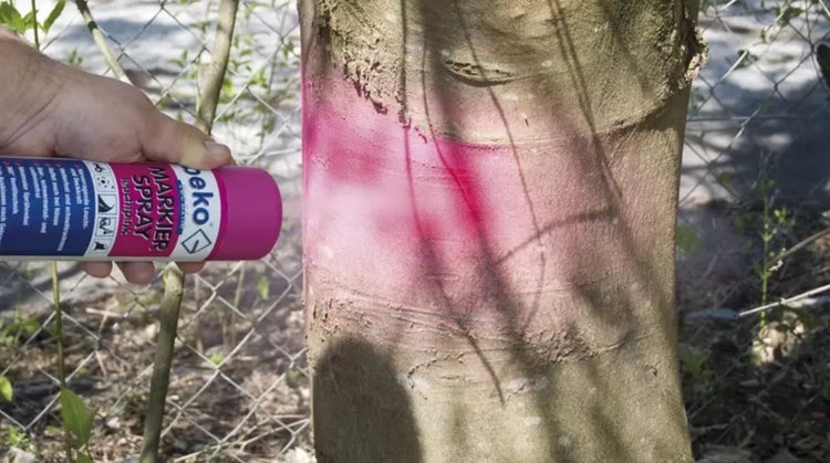 Eine Person markiert einen Baum mit einem pinkfarbenen Beko Markierspray.