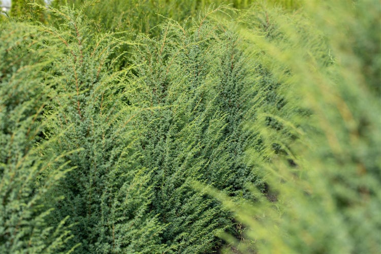 Juniperus communis 'Hibernica', Säulenwacholder, 60–80 cm