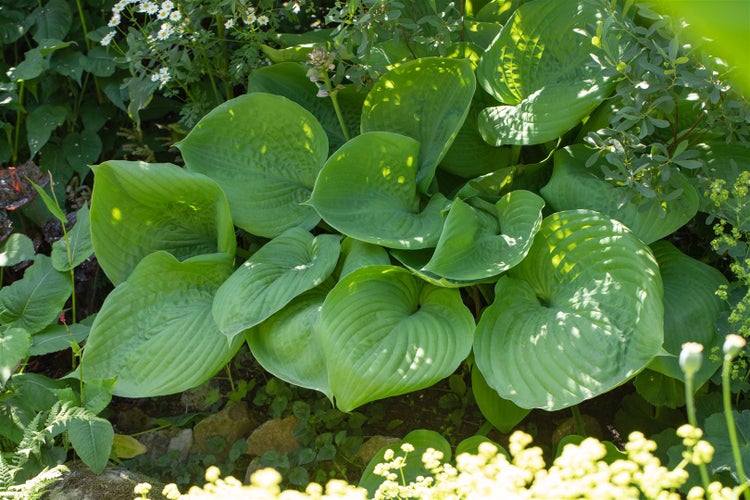 Hosta elata, Funkie, grün, ca. 11x11 cm Topf
