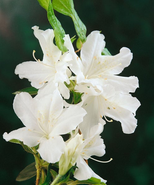 Rhododendron obtusum 'Adonis', Azalee, rosa Blüten, 20–25 cm