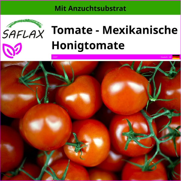 SAFLAX  - Tomate - Mexikanische Honigtomate - Lycopersicon esculentum - 10 Samen - Mit keimfreiem Anzuchtsubstrat