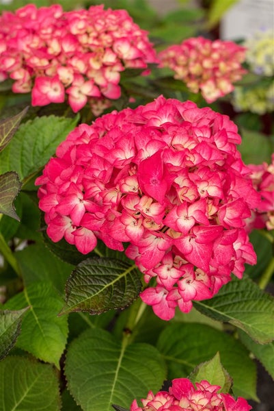 Hydrangea macrophylla 'Red Angel', Hortensie, rot, 40–60 cm