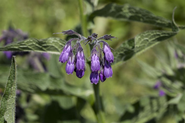Nahaufnahme von Beinwellblüten in einer Gartenumgebung.