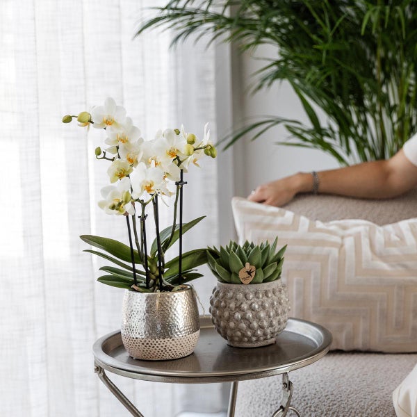 Kolibri Orchids weiße Phalaenopsis Orchidee Amabilis + Elite Topf silber- Topfgröße 9cm 35cm hoch blühende Zimmerpflanze