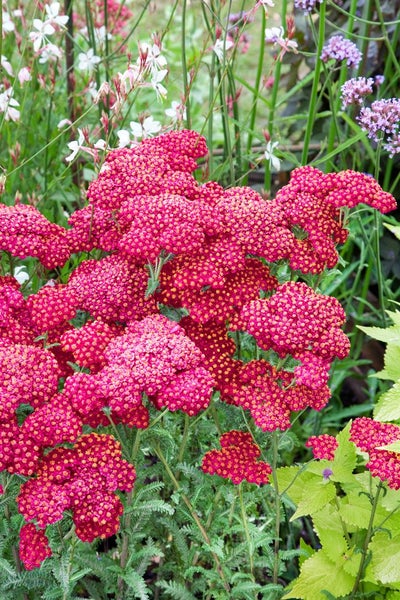 Achillea millefolium 'Red Velvet', Schafgarbe, rot, ca. 9x9 cm Topf