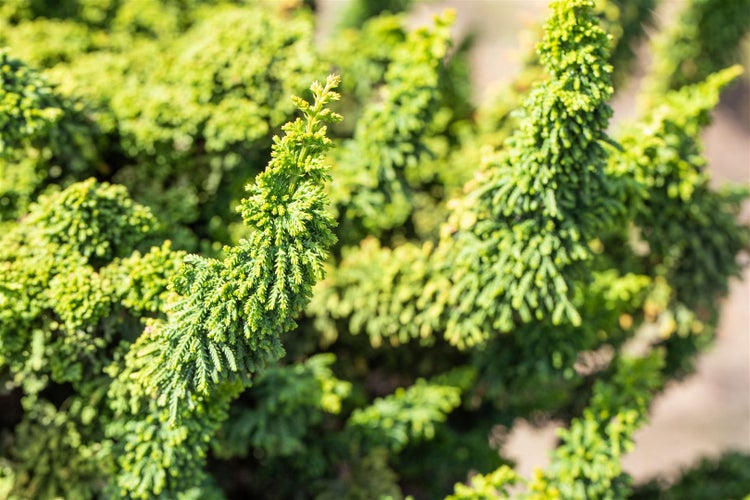 Chamaecyparis obtusa 'Teddy Bear', Hinoki-Scheinzypresse, 25–30 cm