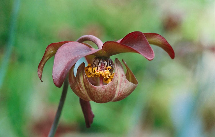 Sarracenia purpurea, Schlauchpflanze, rot-grün, ca. 9x9 cm Topf