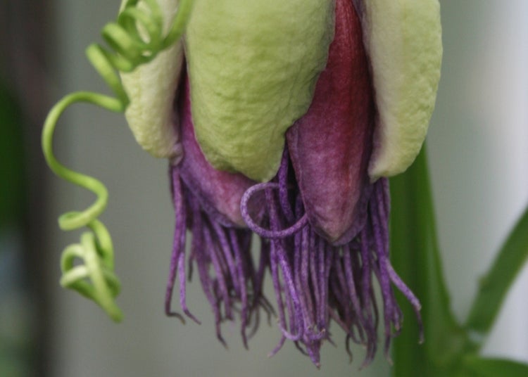 SAFLAX Garden to go - Riesengranadilla / Königsgranadilla - Passiflora quadrangularis - 12 Samen - Mit Topf, Klima - Deckel und Anzuchtsubstrat