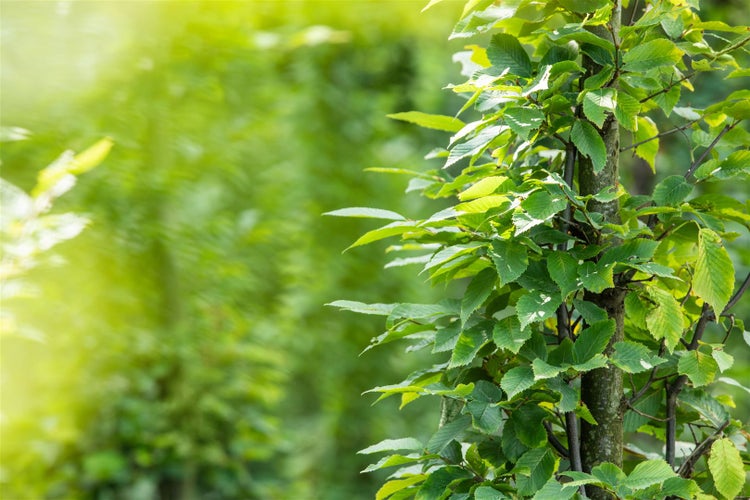 Carpinus betulus, Hainbuche, 80–100 cm