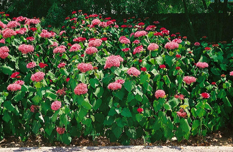 Clerodendrum bungei, Ruhmesblume, rosa Blüten, 80–100 cm