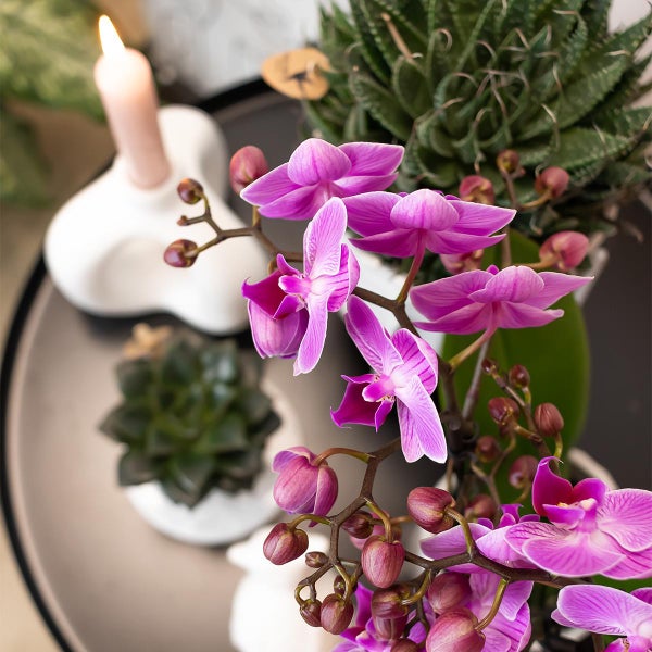 Kolibri Orchids Lila/rosa Phalaenopsis Orchidee Mineral Vienna Topfgröße 9cm blühende Zimmerpflanze frisch vom Züchter