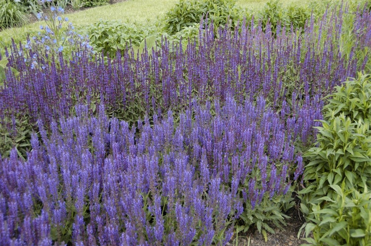 Salvia nemorosa 'Wesuwe', Steppensalbei, violett, ca. 9x9 cm Topf