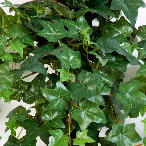 Calathea Zimmerpflanze mit auffällig gemusterten Blättern in einem schwarzen Topf.