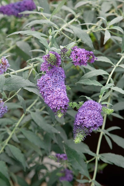 Buddleja 'Buzz Violet' -R-, Schmetterlingsflieder, violett, 40–60 cm