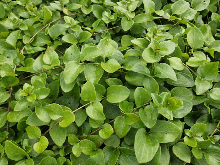 Bodendecker - Großblättriges Immergrün - Vinca major 'Alba' - 9cm Topf - Set mit 40 Pflanzen