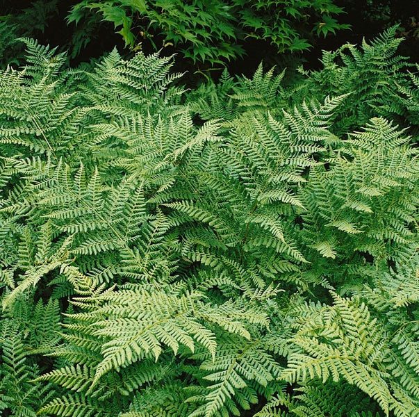 Dryopteris dilatata, Breitblatt-Farn, ca. 9x9 cm Topf