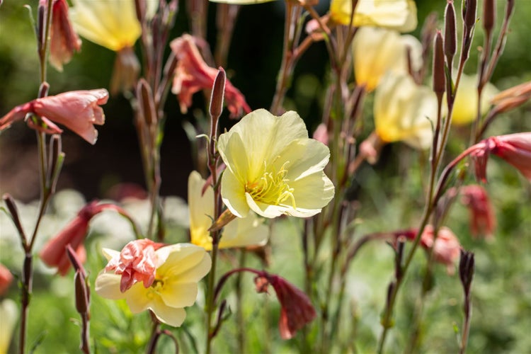 Oenothera odorata, Nachtkerze, duftend, ca. 9x9 cm Topf