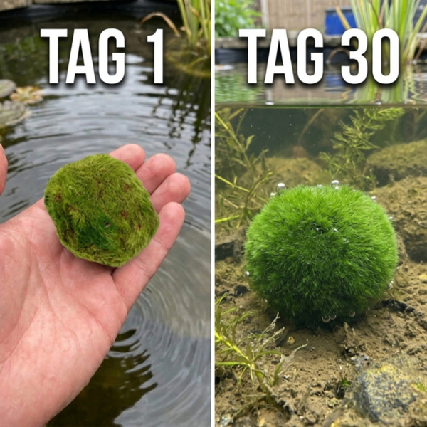 Vergleich eines Moosballs am Tag 1 und Tag 30, zeigt das Wachstum der runden Teichpflanze im Wasser.