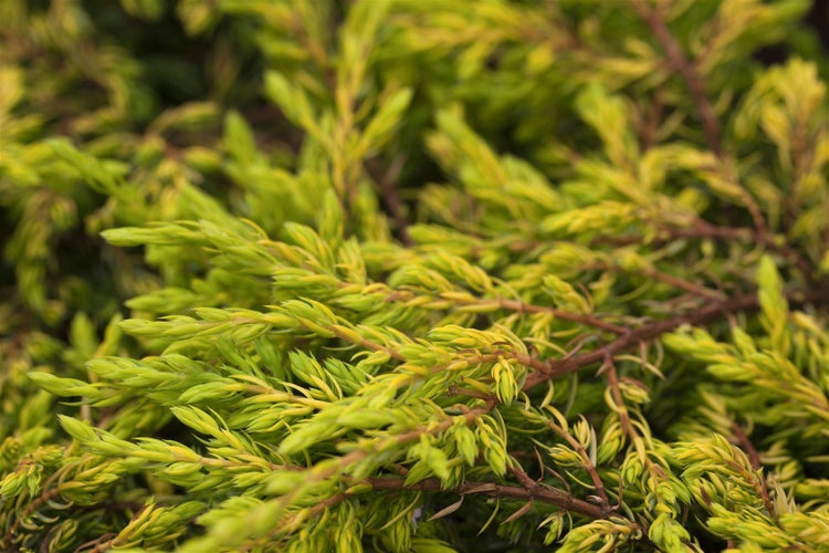Juniperus communis 'Goldschatz', Wacholder, goldgelb, 20–25 cm