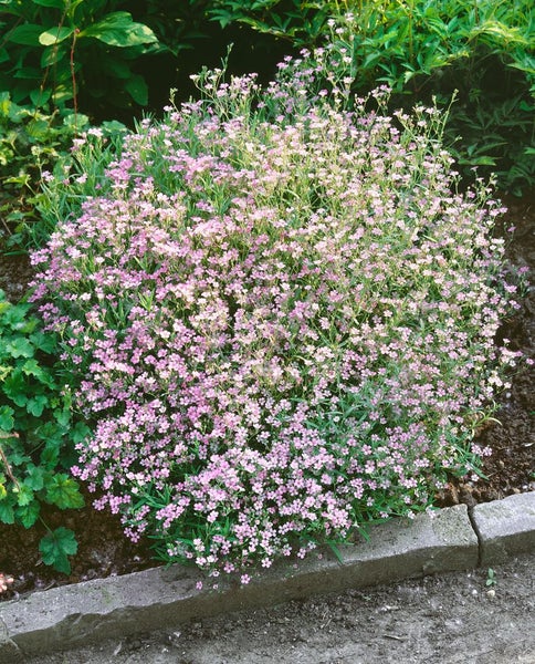 Gypsophila repens 'Rosea', Teppich-Schleierkraut, rosa, ca. 9x9 cm Topf