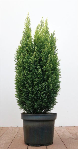 Chamaecyparis lawsoniana 'Snow White', Scheinzypresse, 50–60 cm