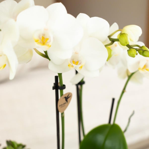 Kolibri Orchids weiße Phalaenopsis-Orchidee Amabilis Topfgröße 9cm blühende Zimmerpflanze frisch vom Züchter