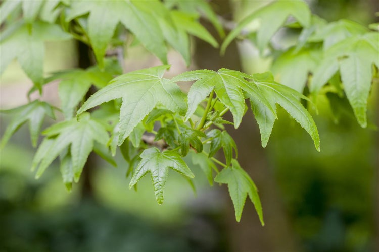 Liquidambar styraciflua, Amberbaum, 150–175 cm
