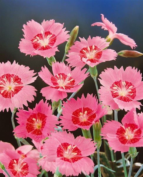Dianthus alpinus, Alpen-Nelke, rosa Blüten, ca. 9x9 cm Topf