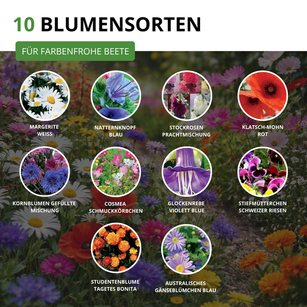 Infografik mit 10 verschiedenen Blumensorten für farbenfrohe Beete, darunter Margeriten, Klatschmohn, Kornblumen, Cosmea und Stiefmütterchen.