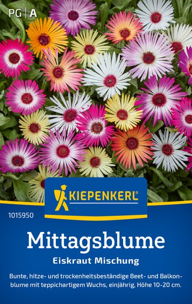 Saatgut Kiepenkerl Mittagsblume Eiskraut Mischung für bunte hitzebeständige Beet und Balkonbepflanzung einjährig 10 bis 20 Zentimeter hoch