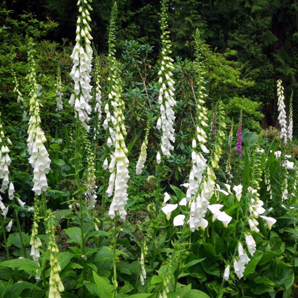 Gruppe von blühenden, weißen Fingerhüten im Garten.