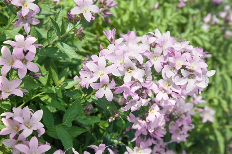 Campanula lactiflora 'Loddon Anne', Glockenblume, zartrosa, ca. 9x9 cm Topf