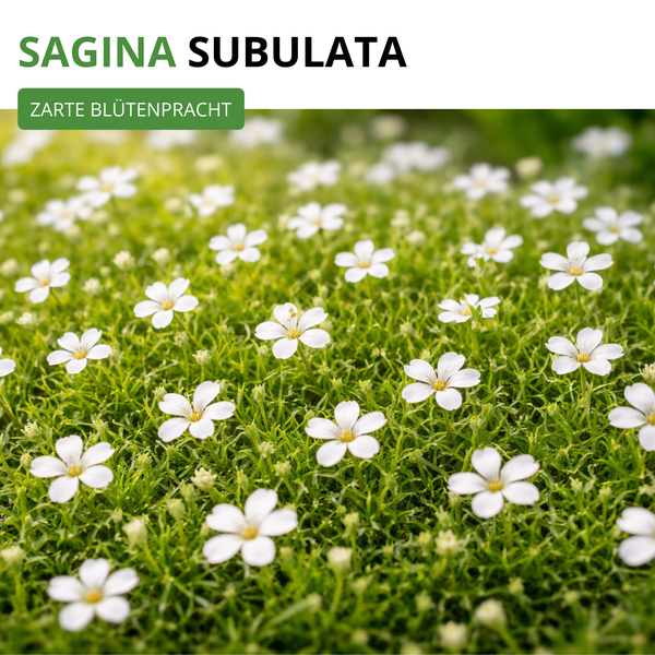Sagina subulata Sternmoos mit zahlreichen kleinen weißen Blüten auf dichtem grünem Polster.