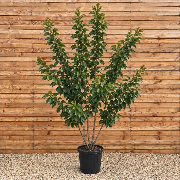 Mehrstämmiger Zierbaum im Kunststofftopf vor einer Holzwand.