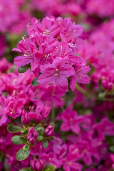 Rhododendron obtusum 'Kermesina', Azalee, karmesinrot, 30–40 cm