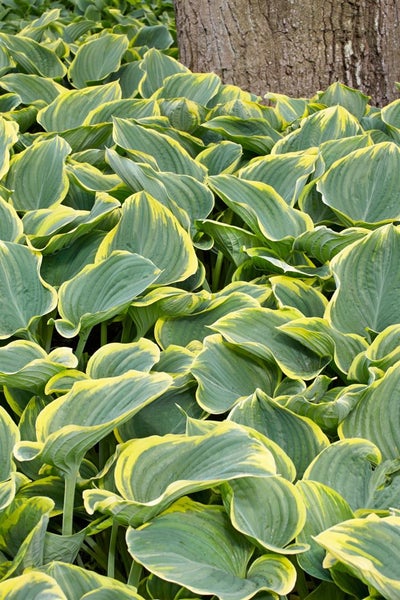 Hosta fluctuans 'Sagae', Funkie, grün-gelb, ca. 11x11 cm Topf