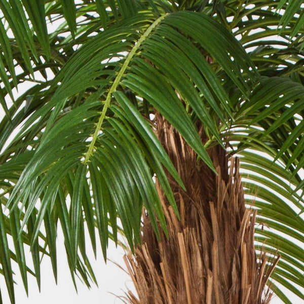 Künstliche Ficus Benjamina Pflanze mit weiß-grünen Blättern und Echtholzstamm im schwarzen Kunststofftopf.