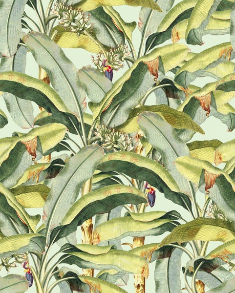 Illustration von Bananenstauden mit großen Blättern und Blüten