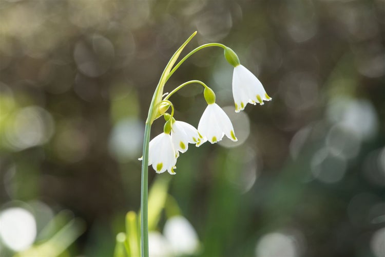 Nahaufnahme von Märzenbechern mit weißen Blüten