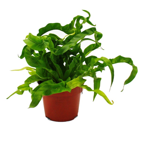 Asplenium antiquum Hurricane besondere Farn-Sorten fürs Zimmer Nestfarn 12cm Topf ca. 25cm hoch