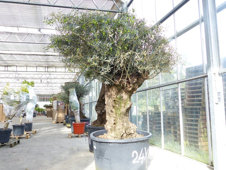 exakt dieser Baum Nr. 24X, 230 cm, Olivenbaum, Bonsai, knorrige alte urige Olive winterhart