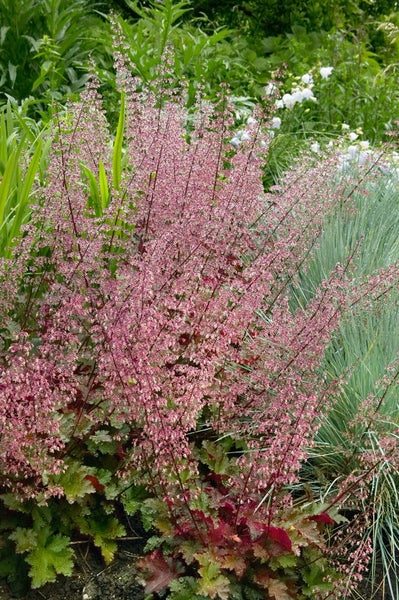 Eine Alunwurzel Pflanze mit filigranen Blütenständen im Garten.
