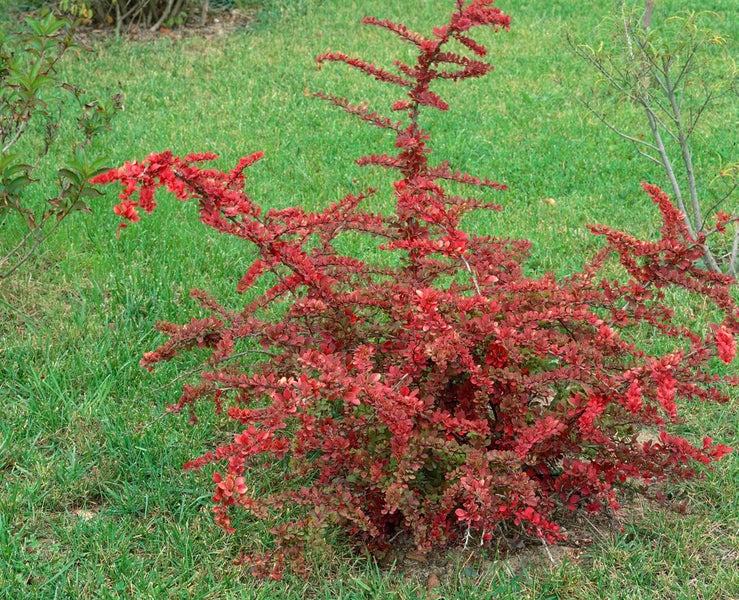 Berberis thunbergii 'Green Carpet', Teppich-Berberitze, grün, 20–30 cm