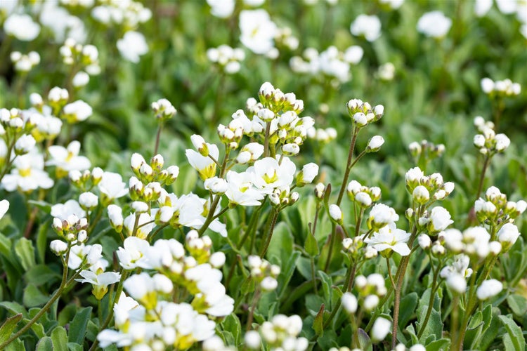 Arabis procurrens 'Neuschnee', Gänsekresse, weiß, ca. 9x9 cm Topf