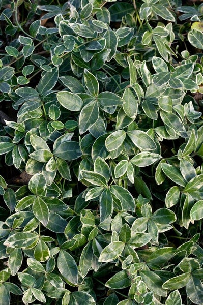 Mitchella repens, Teppichpflanze, immergrün, ca. 9x9 cm Topf