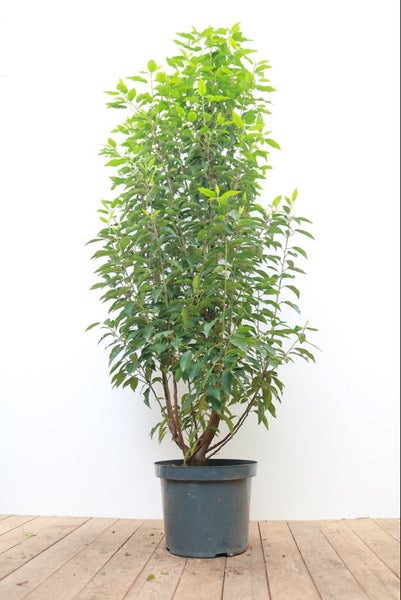 Prunus lusitanica 'Angustifolia', Portugiesischer Lorbeer, 100–125 cm